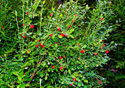 Vaccinium parvifolium